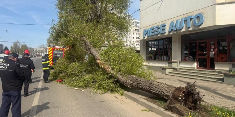 Iași | Un copac a căzut pe carosabil în zona Moara de Foc. Din fericire, nu s-au înregistrat victime