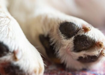 A suferit în tăcere, dar justiția a vorbit: agresorul cățelului, condamnat la inchisoare cu executare