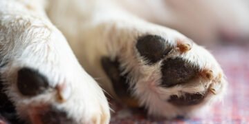 A suferit în tăcere, dar justiția a vorbit: agresorul cățelului, condamnat la inchisoare cu executare