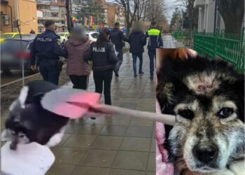 S-a făcut dreptate pentru blănosul din Scobinți: doi suspecți reținuți 24 de ore