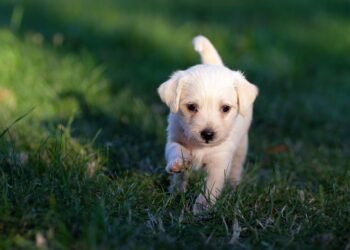 ASPA a preluat în primele 3 luni aproape 630 de câini de pe domeniul public