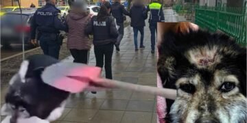 S-a făcut dreptate pentru blănosul din Scobinți: doi suspecți reținuți 24 de ore