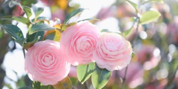 România în sărbătoare: milioane de români își spun „La mulți ani” de Florii