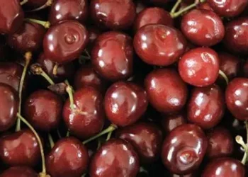 Cât vor costa cireşele în acest an. Preţul va fi în scădere
