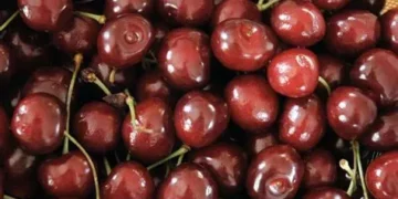 Cât vor costa cireşele în acest an. Preţul va fi în scădere