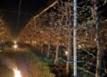 Reprezentanţii unei ferme pomicole din Cluj povestesc cât de mari sunt costurile pentru a salva de la îngheţ pomii fructiferi: Azi noapte am dat foc la 40.000 de euro. Poate v-aţi întrebat vreodată de ce cireşele sunt scumpe