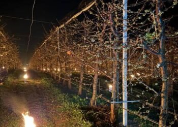 Reprezentanţii unei ferme pomicole din Cluj povestesc cât de mari sunt costurile pentru a salva de la îngheţ pomii fructiferi: Azi noapte am dat foc la 40.000 de euro. Poate v-aţi întrebat vreodată de ce cireşele sunt scumpe