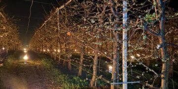 Reprezentanţii unei ferme pomicole din Cluj povestesc cât de mari sunt costurile pentru a salva de la îngheţ pomii fructiferi: Azi noapte am dat foc la 40.000 de euro. Poate v-aţi întrebat vreodată de ce cireşele sunt scumpe