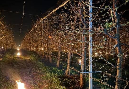 Reprezentanţii unei ferme pomicole din Cluj povestesc cât de mari sunt costurile pentru a salva de la îngheţ pomii fructiferi: Azi noapte am dat foc la 40.000 de euro. Poate v-aţi întrebat vreodată de ce cireşele sunt scumpe