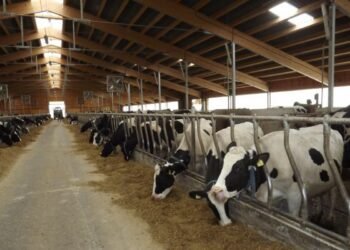 Criza laptelui lovește fermele din România. Se cere intervenția urgentă a Comisiei Europene