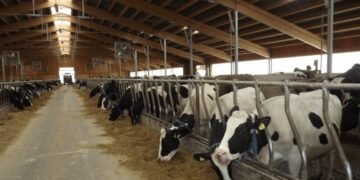 Criza laptelui lovește fermele din România. Se cere intervenția urgentă a Comisiei Europene