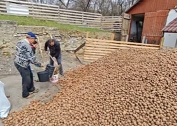 12,5 tone de cartofi gratuit pentru sătenii din Soveja – „Veniți cu sacii, restul e cadou!”