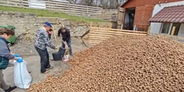 12,5 tone de cartofi gratuit pentru sătenii din Soveja – „Veniți cu sacii, restul e cadou!”