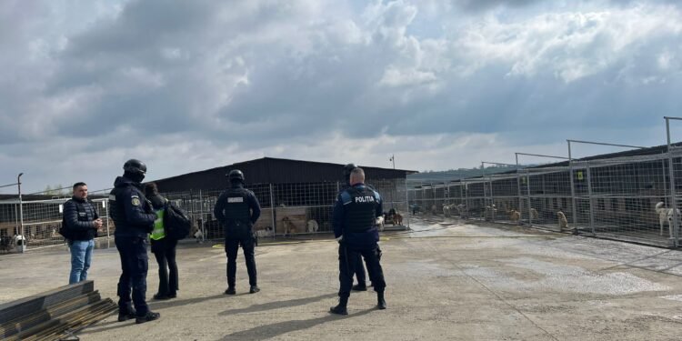 Mascații au descins la Suceava: percheziții într-un dosar de ucidere a animalelor