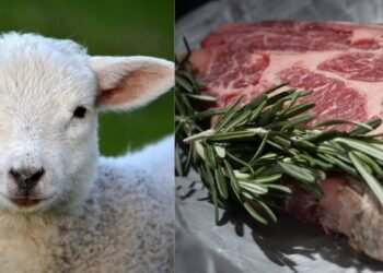 Avertisment DSVSA Vaslui: risc de carne de câine vândută ca miel și carne de cal vândută ca vită