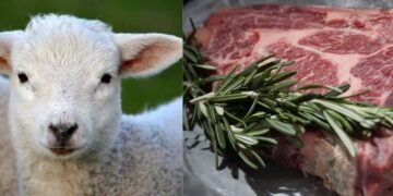 Avertisment DSVSA Vaslui: risc de carne de câine vândută ca miel și carne de cal vândută ca vită