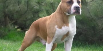 Olt: Doi bărbaţi sunt cercetaţi după ce au legat un câine de un copac, iar acesta a murit