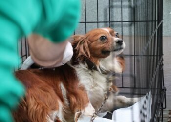 Campanie-maraton într-o comună din Iași: peste 300 de câini, sterilizați gratuit în doar câteva zile
