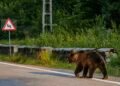 Mesaj de tip Ro Alert în Piatra Neamț după ce a fost semnalată prezența unui urs