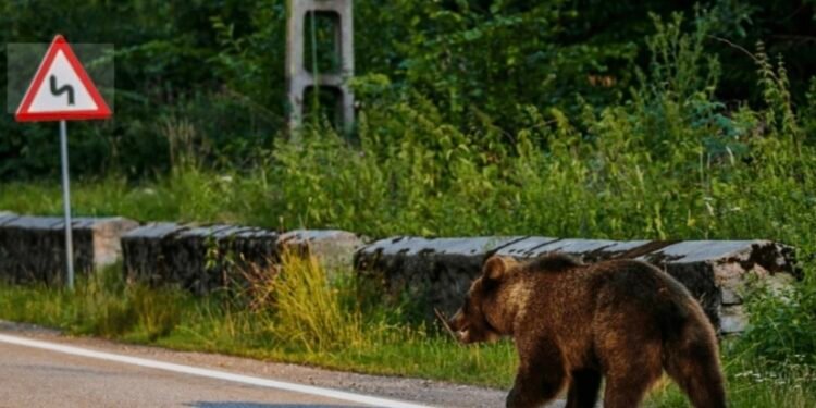 Mesaj de tip Ro Alert în Piatra Neamț după ce a fost semnalată prezența unui urs