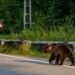 Mesaj de tip Ro Alert în Piatra Neamț după ce a fost semnalată prezența unui urs