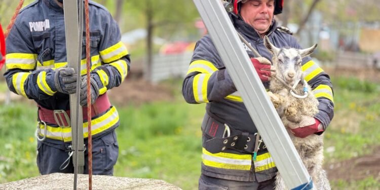 Un ied căzut într-o fântână salvat de pompierii botoșăneni