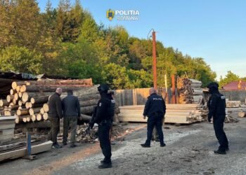 Vrancea | Percheziții la o societate care ar fi tăiat ilegal arbori dintr-o arie naturală