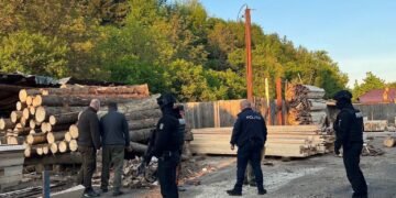 Vrancea | Percheziții la o societate care ar fi tăiat ilegal arbori dintr-o arie naturală