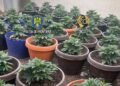 O cultură in-door de canabis a fost descoperită în Măgurele