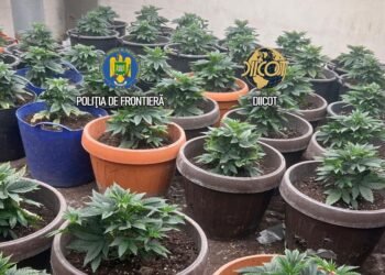 O cultură in-door de canabis a fost descoperită în Măgurele