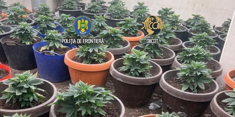 O cultură in-door de canabis a fost descoperită în Măgurele