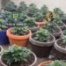 O cultură in-door de canabis a fost descoperită în Măgurele