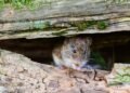Cât de îngrijoraţi ar trebui să fim în privinţa hantavirusului? OMS: ‘Acesta nu este Covid, nu este gripă, se transmite foarte, foarte diferit’