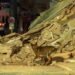 Două românce sunt date dispărute după explozia unei clădiri dintr-o localitate germană
