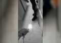 Mușcat de câine în fața secției, pus la curățenie în interior