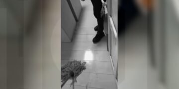 Mușcat de câine în fața secției, pus la curățenie în interior