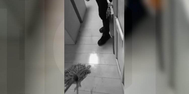 Mușcat de câine în fața secției, pus la curățenie în interior