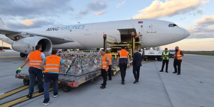 În premieră, România livrează peste 4.000 de ovine în Algeria cu avioane cargo