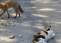 Focar de rabie la pisică într-o localitate din Vrancea