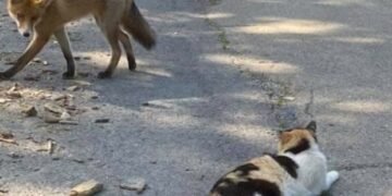Focar de rabie la pisică într-o localitate din Vrancea