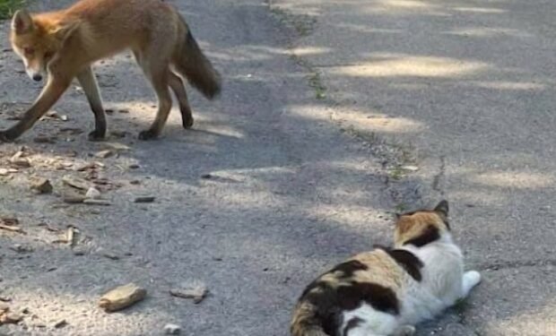 Focar de rabie la pisică într-o localitate din Vrancea