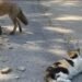 Focar de rabie la pisică într-o localitate din Vrancea