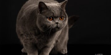 Cele mai premiate pisici din țară defilează la Iași într-un eveniment de gală