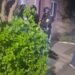 Scene dramatice în Tg. Jiu. Un bărbat și-a ucis fratele și bunica după care s-a sinucis. Procurorul: „Nu am întâlnit niciodată așa ceva!”