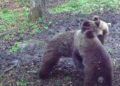 Spectacolul naturii în Grădiștea Muncelului-Cioclovina: Imagini inedite cu fauna parcului în mediul său natural