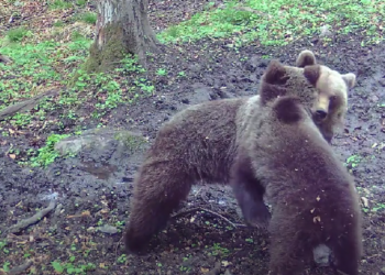 Spectacolul naturii în Grădiștea Muncelului-Cioclovina: Imagini inedite cu fauna parcului în mediul său natural