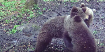 Spectacolul naturii în Grădiștea Muncelului-Cioclovina: Imagini inedite cu fauna parcului în mediul său natural