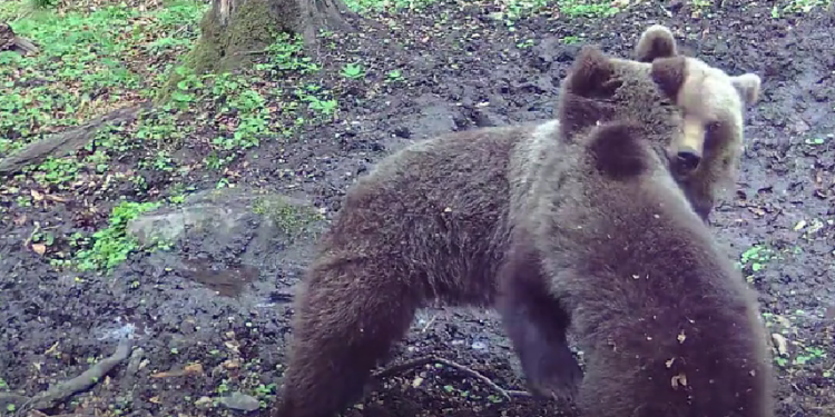 Spectacolul naturii în Grădiștea Muncelului-Cioclovina: Imagini inedite cu fauna parcului în mediul său natural