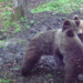 Spectacolul naturii în Grădiștea Muncelului-Cioclovina: Imagini inedite cu fauna parcului în mediul său natural