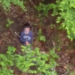 Minune în județul Sibiu. Copilul dispărut în urma cu 2 zile în padure a fost găsit nevătămat
